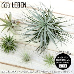 21年 エアプランツのおすすめ人気ランキング15選 Mybest 21年 エアプランツのおすすめ人気ランキング15選 Mybest