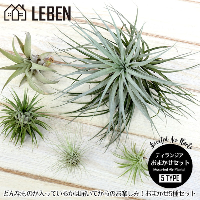 21年 エアプランツのおすすめ人気ランキング15選 Mybest 21年 エアプランツのおすすめ人気ランキング15選 Mybest