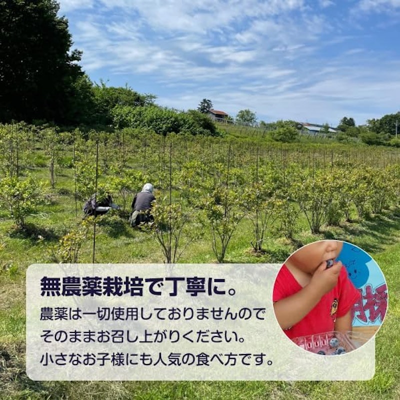 冷凍ブルーベリー 4