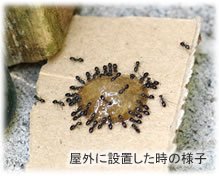 22年 アリ退治グッズのおすすめ人気ランキング10選 Mybest