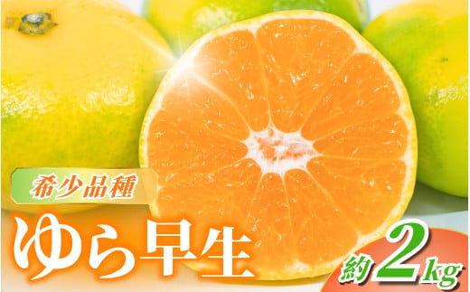 ゆら早生みかん 1