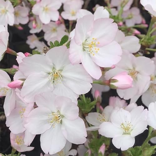桜盆栽 御殿場桜 2