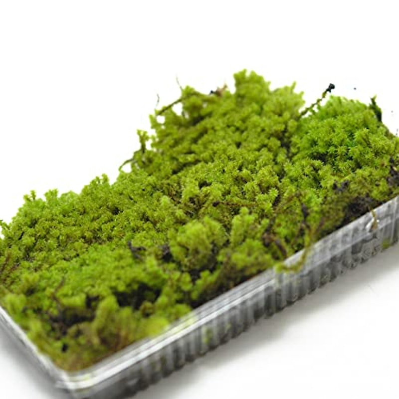 砂苔パック 1