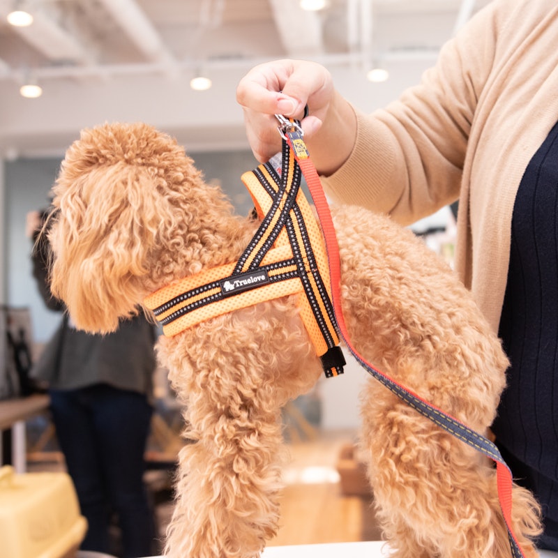 徹底比較 犬用ハーネスのおすすめ人気ランキング18選 Mybest