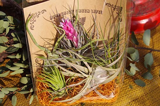 21年 エアプランツのおすすめ人気ランキング15選 Mybest 21年 エアプランツのおすすめ人気ランキング15選 Mybest