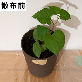 グラントマト 一刀両断を検証レビュー!除草剤の選び方も紹介 5