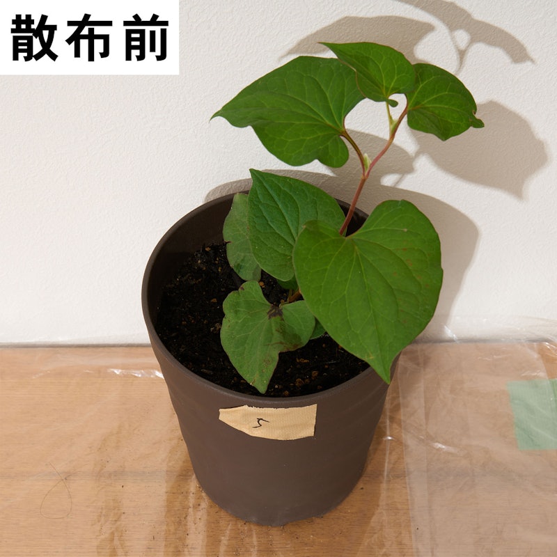 一刀両断 5