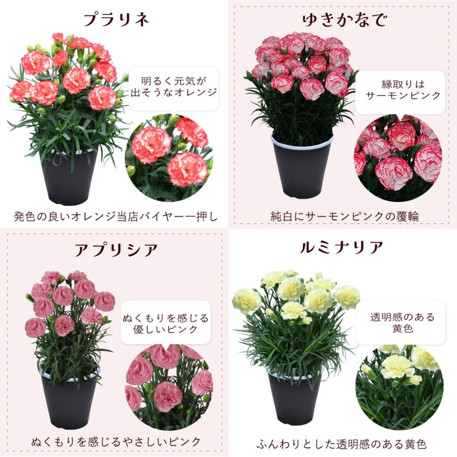 カーネーションの鉢花 6