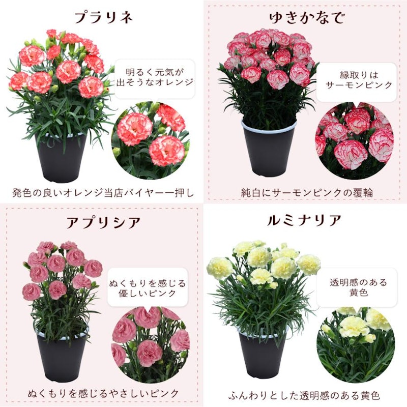 カーネーションの鉢花 6