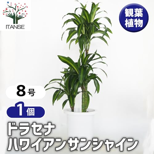 ドラセナ ハワイアンサンシャイン 2