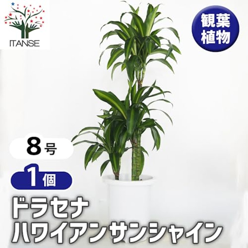 ドラセナ ハワイアンサンシャイン 2