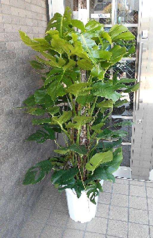 モンステラ 1