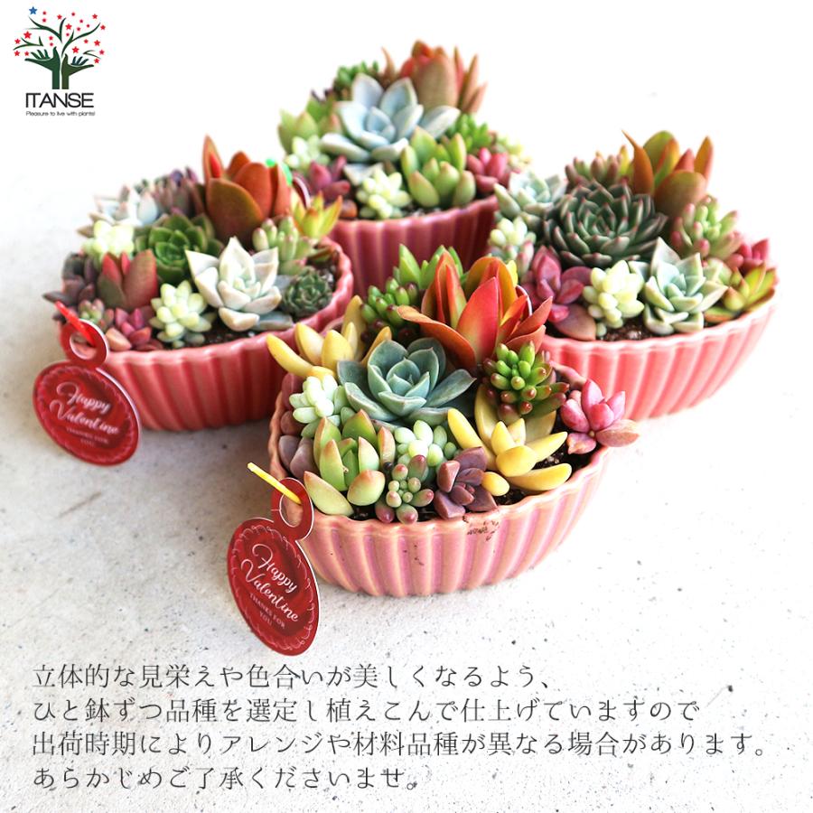 多肉植物 寄せ植え ハート鉢 5