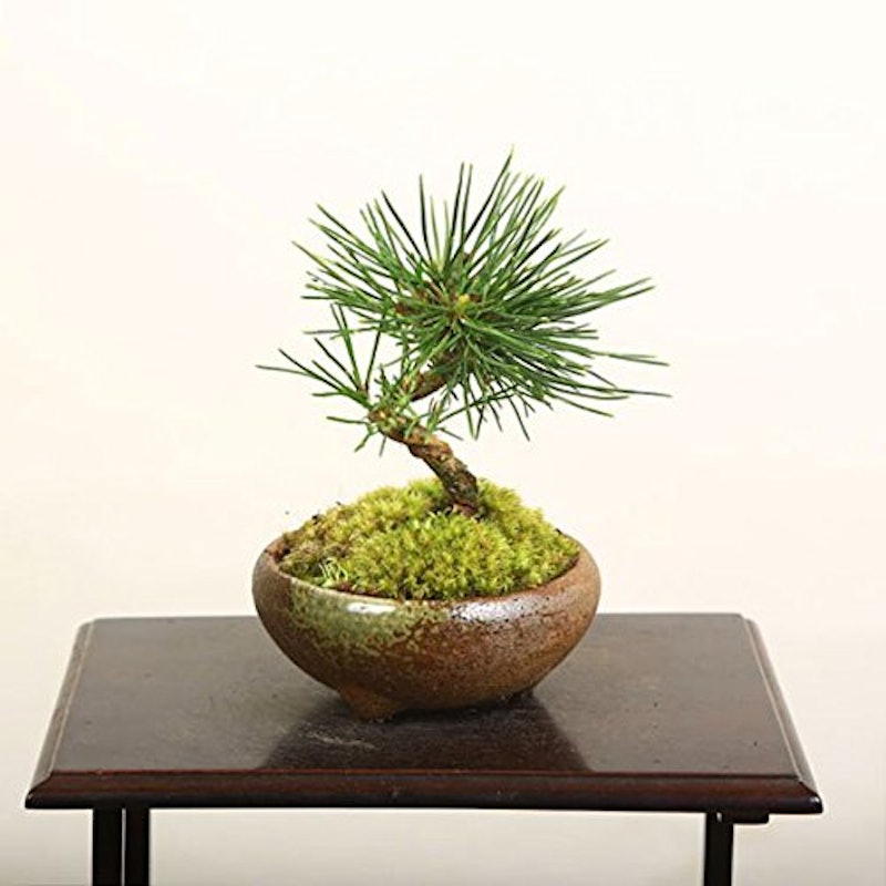 22年 ミニ盆栽のおすすめ人気ランキング19選 Mybest 22年 ミニ盆栽のおすすめ人気ランキング19選 Mybest