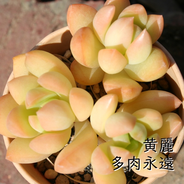 黄麗 1