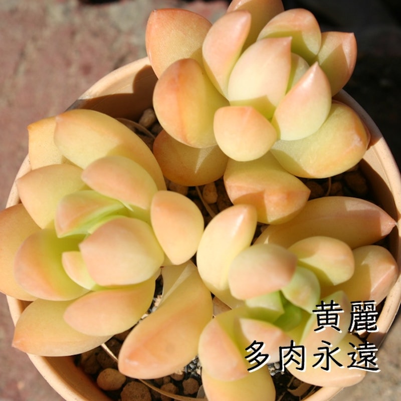 黄麗 1