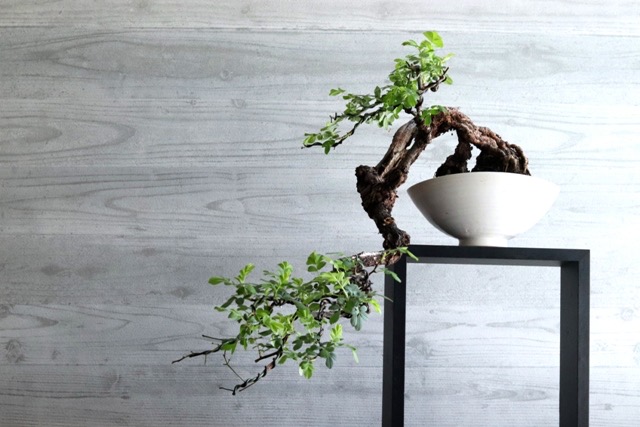 21年 東京都内の盆栽教室のおすすめ人気ランキング5選 Mybest