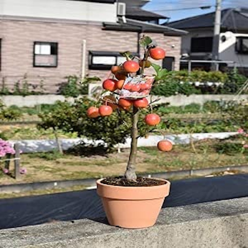 長寿紅リンゴの鉢植え 2