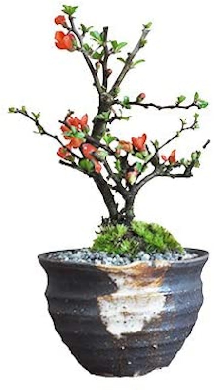 かわいいミニ長寿梅の盆栽 藤久手造り小鉢 1