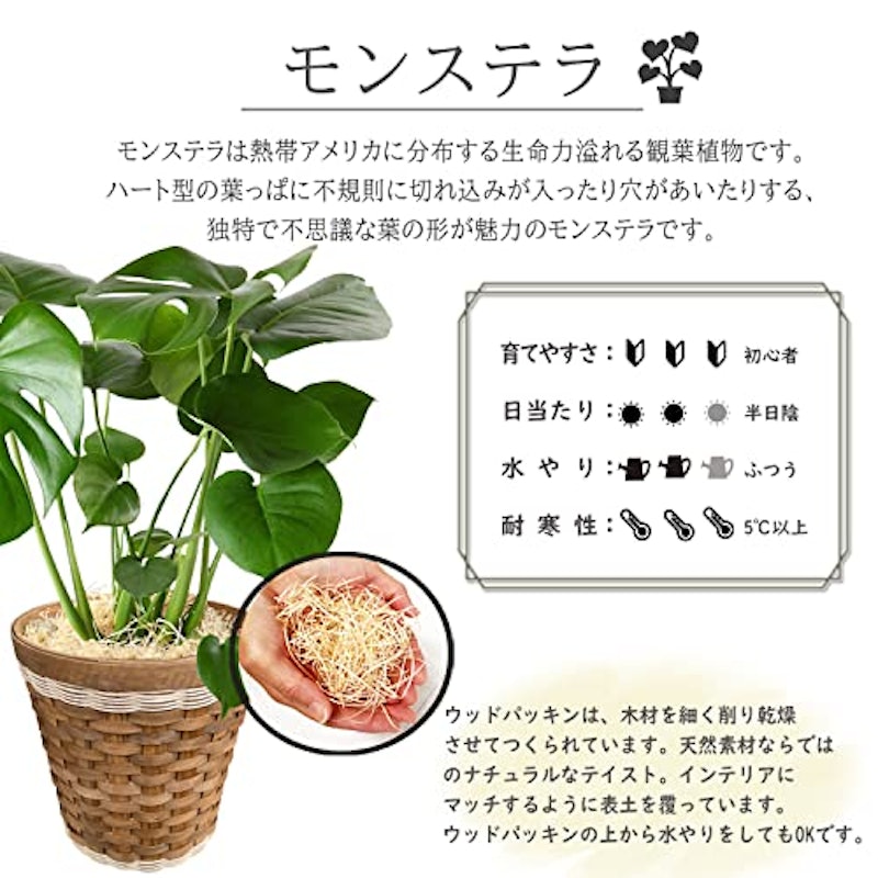 モンステラ 6号 2