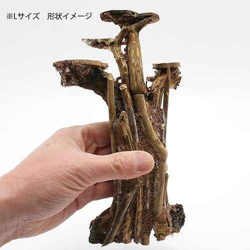 形状お任せ レイアウト盆栽流木 ラダータイプ 2