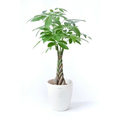 22年 観葉植物のおすすめ人気ランキング28選 Mybest 22年 観葉植物のおすすめ人気ランキング28選 Mybest