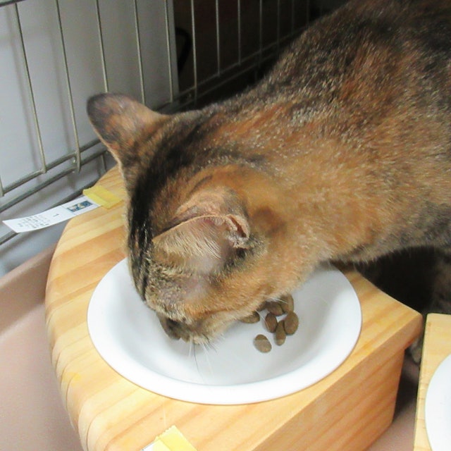 ニュートロ 避妊 去勢猫アダルト白身魚を全30商品と比較 口コミや評判を実際に使ってレビューしました Mybest