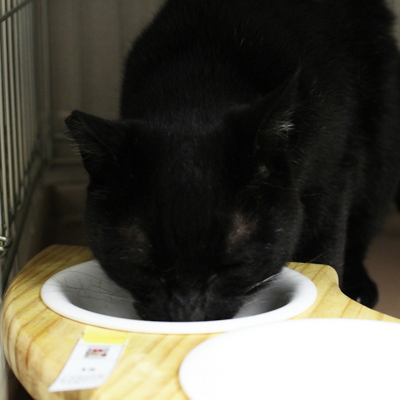 Jpスタイル 和の究み セレクトヘルスケア Mybest Jpスタイル 和の究み セレクトヘルスケア Mybest