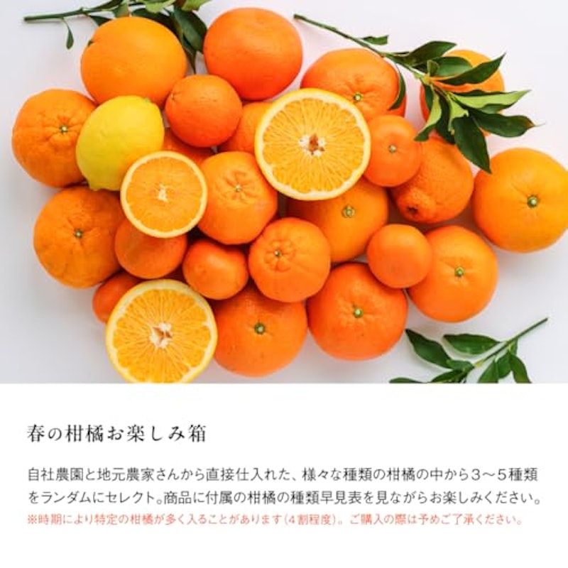 春柑橘 お楽しみ箱 訳あり 3