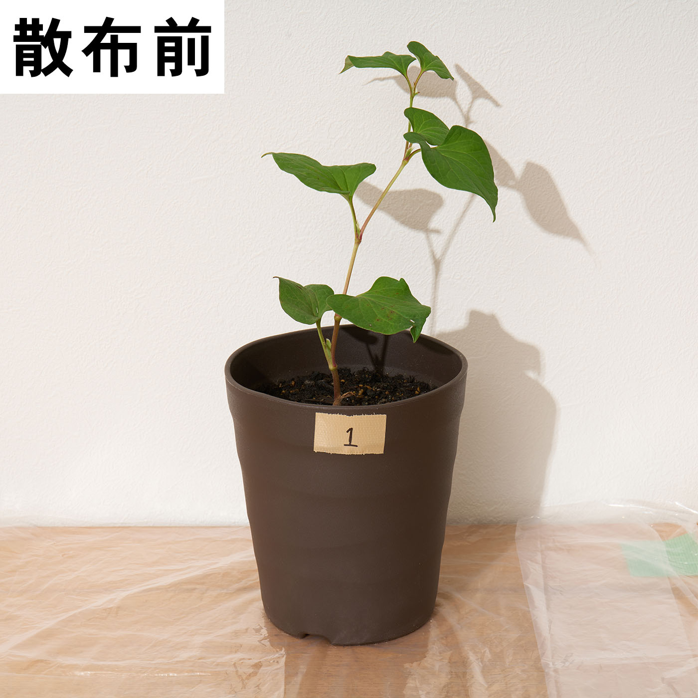 速効除草剤 4