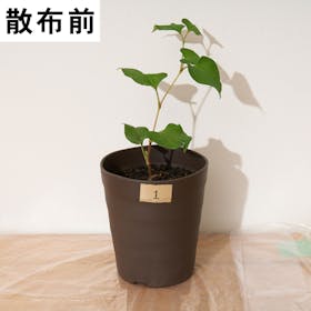 アイリスオーヤマ 速効除草剤 SJS-4Lを検証レビュー!除草剤の選び方も紹介 4