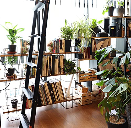 観葉植物図鑑 今人気のインテリアグリーン 4