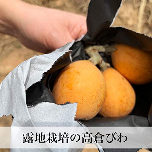 早苗果樹園 高倉びわ 3