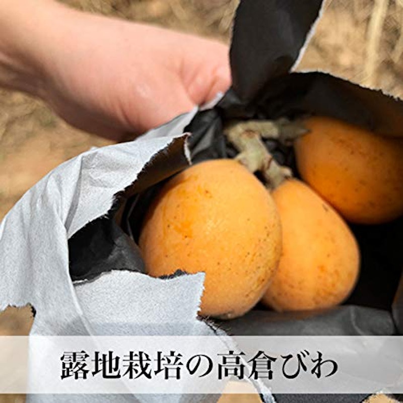 早苗果樹園 高倉びわ 3