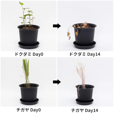 まいて1週間で茎からぐったり。2週間後には全体が褐変