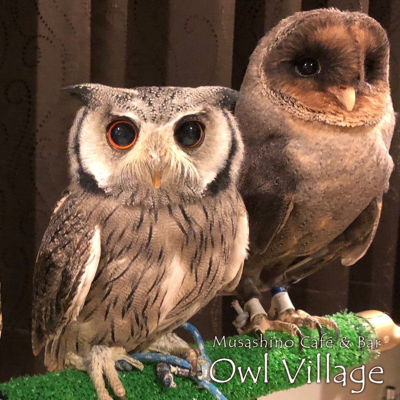 21年 東京都内のフクロウカフェのおすすめ人気ランキング10選 Mybest 21年 東京都内のフクロウカフェのおすすめ人気ランキング10選 Mybest