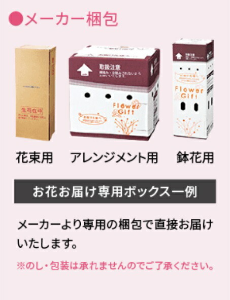 アジサイ鉢植え マジカルレボリューション 3