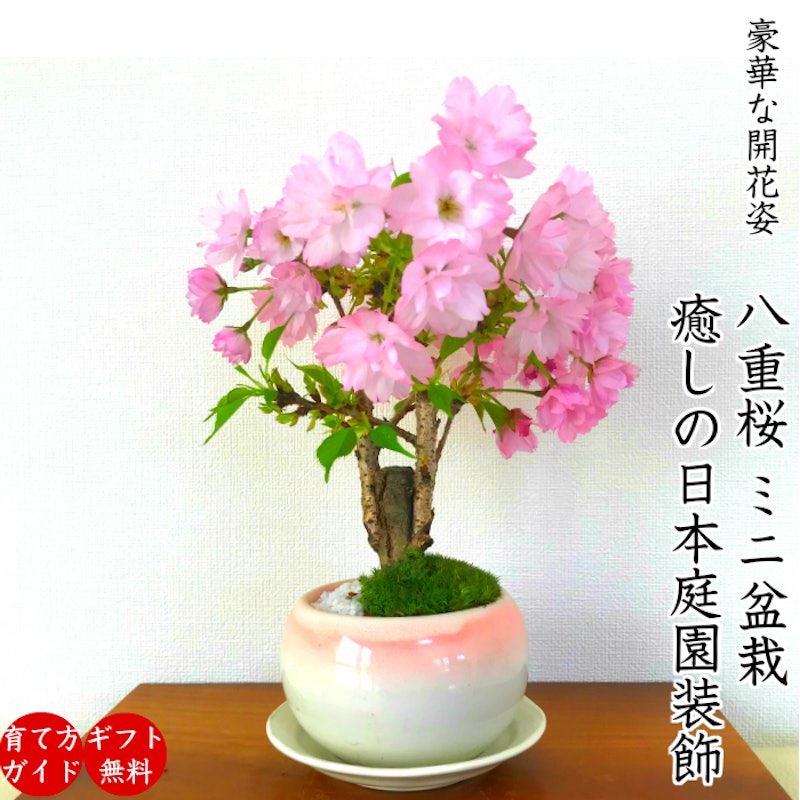 22年 ミニ盆栽のおすすめ人気ランキング19選 Mybest 22年 ミニ盆栽のおすすめ人気ランキング19選 Mybest