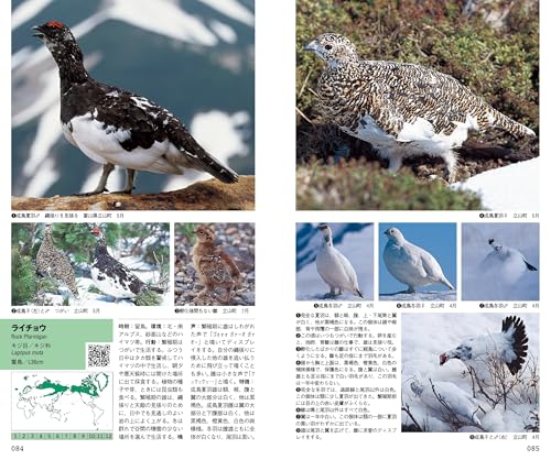 新 日本の野鳥 5