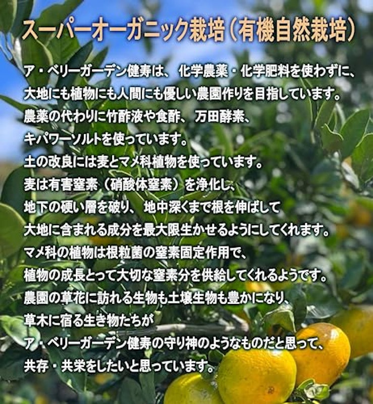 不知火 デコポン 2