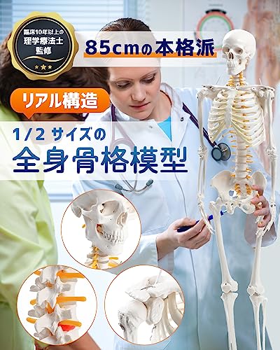 人体模型 脊柱可動型モデル スタンド付 骨格モデル 実物大脊柱モデル