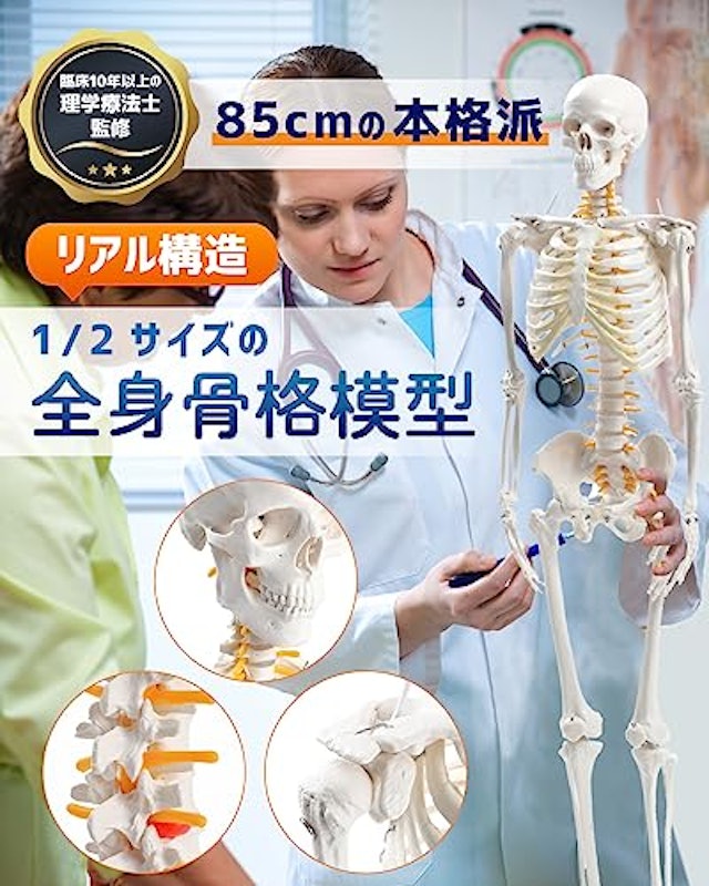 全身骨格模型 2