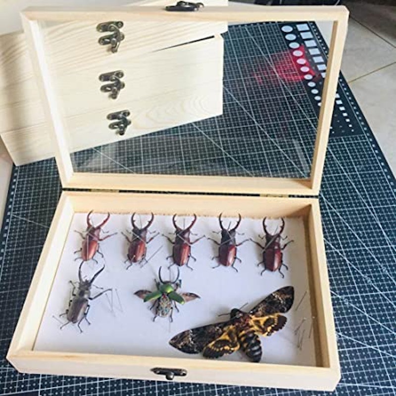 透明昆虫蝶標本箱 2