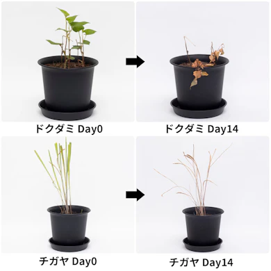 2週間かけて、ドクダミもチガヤも葉と茎がカラカラに