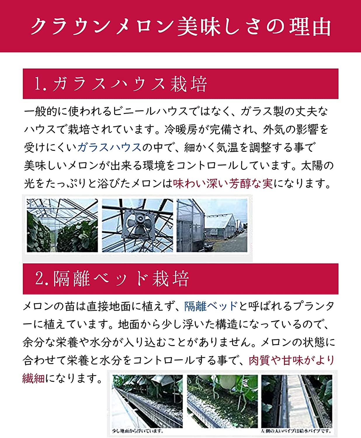 静岡産 クラウンマスクメロン 3