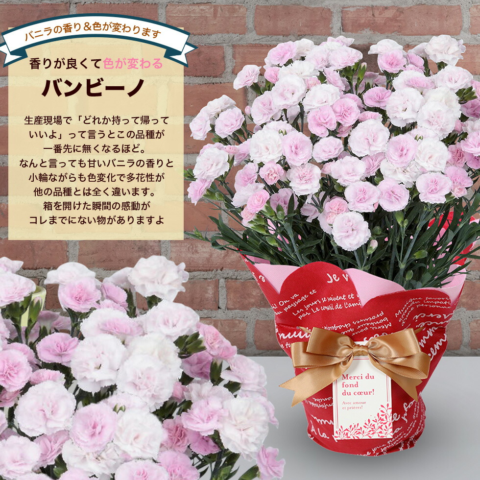 カーネーション 8