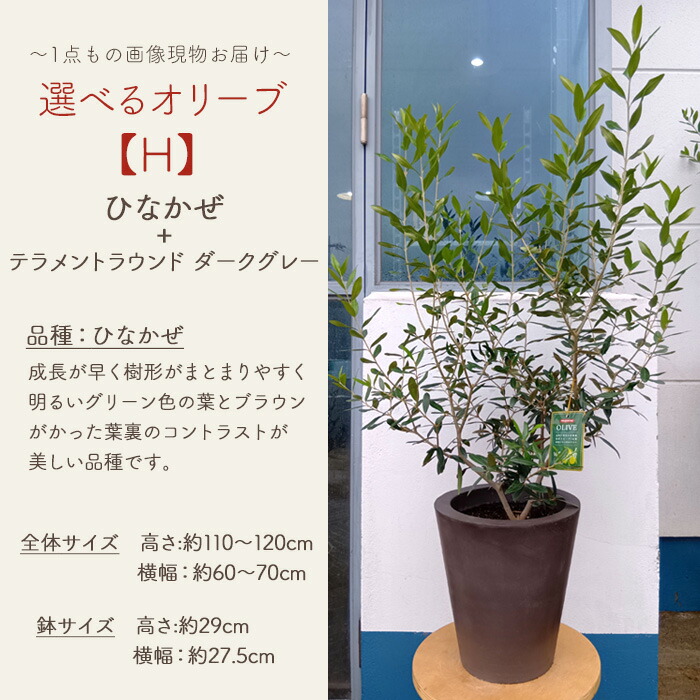 選べるオリーブ 9