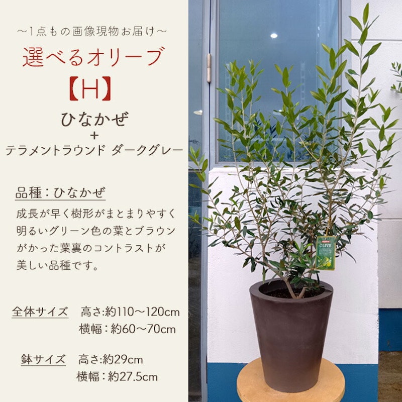 選べるオリーブ 9