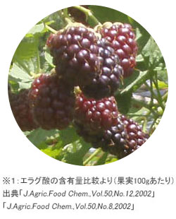 ブルーベリー300倍パワー 3