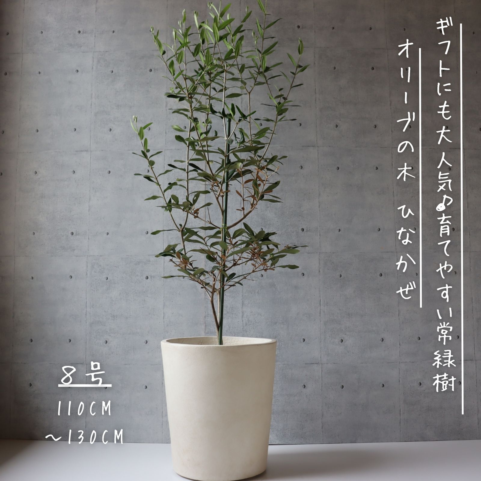  オリーブの木 ひなかぜ 1